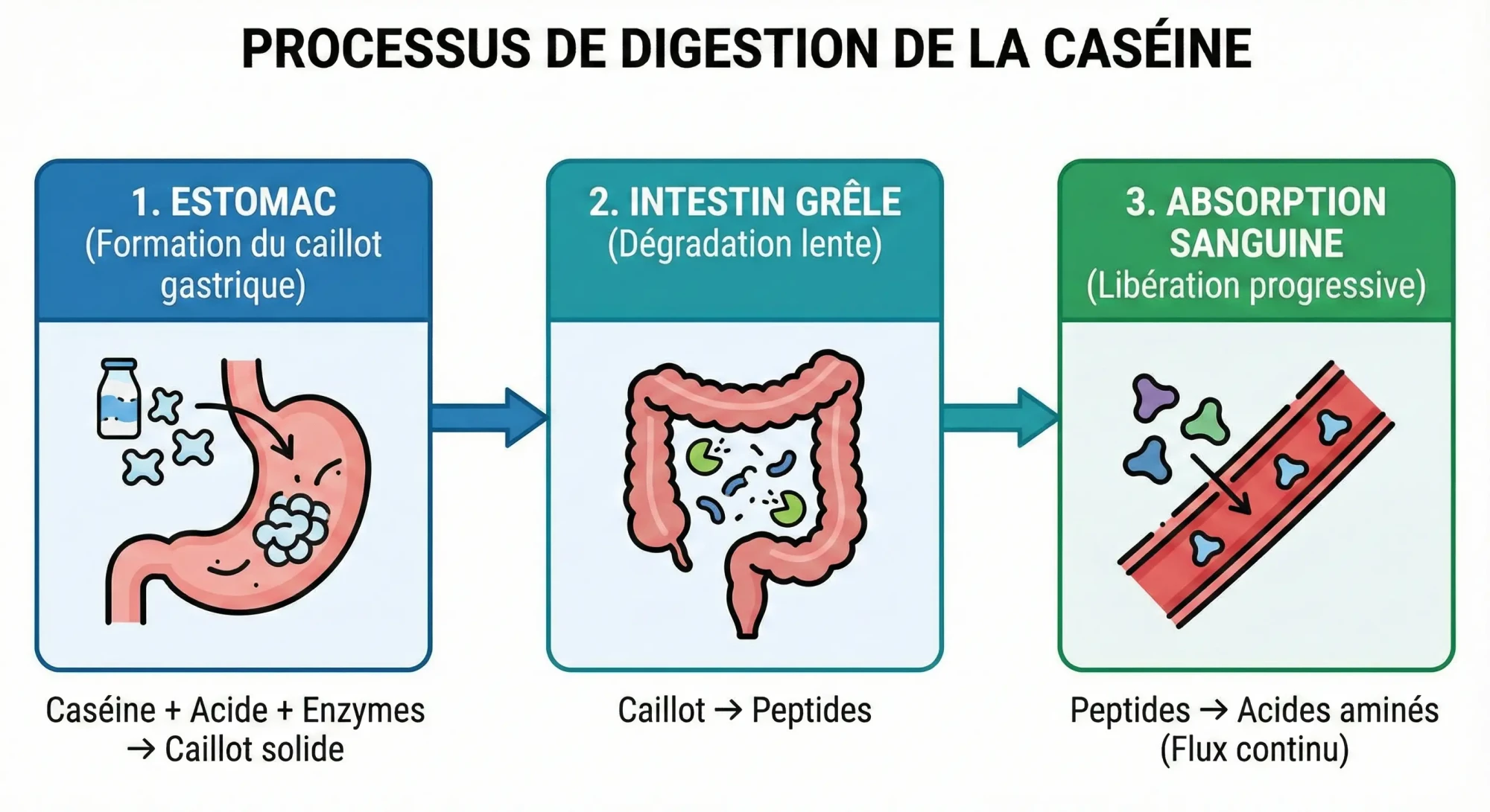 processus de digestion de la caséine